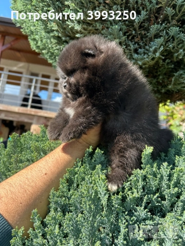 Мини померани , снимка 9 - Померан - 44295316