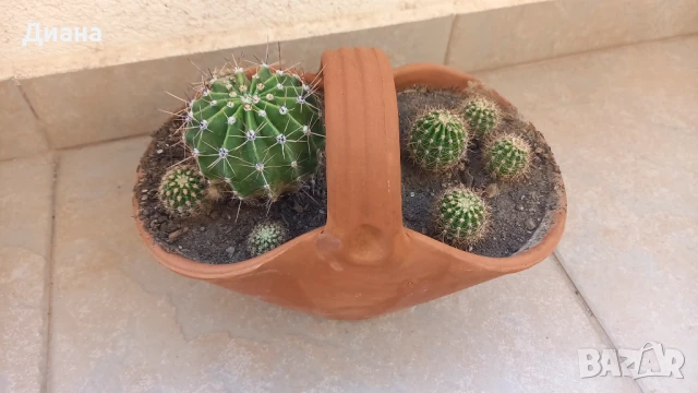 Ехинопси в керамична кошничка