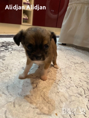 Продават се Чихуахуа и Пинчери, снимка 14 - Чихуахуа - 52679347