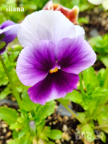 Продавам теменужки, снимка 15 - Градински цветя и растения - 54018872