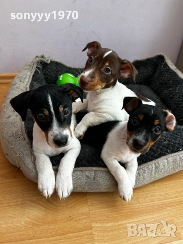 ДЖАК РЪСЕЛ ТЕРИЕР-ЖЕНСКО 1БР 0111251804