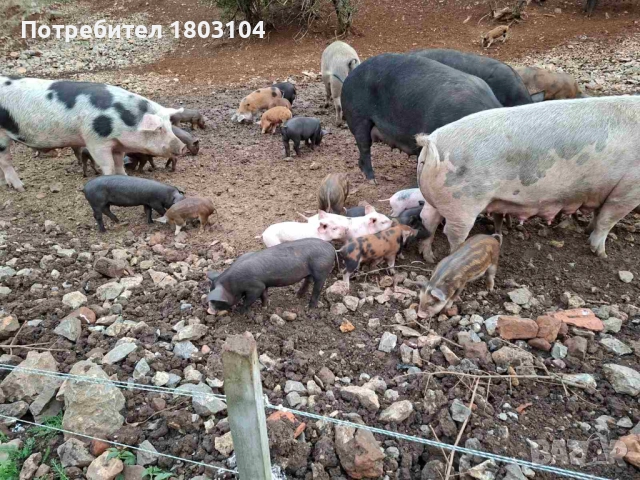 Продавам малки прасенца, снимка 2 - Прасета - 51882275