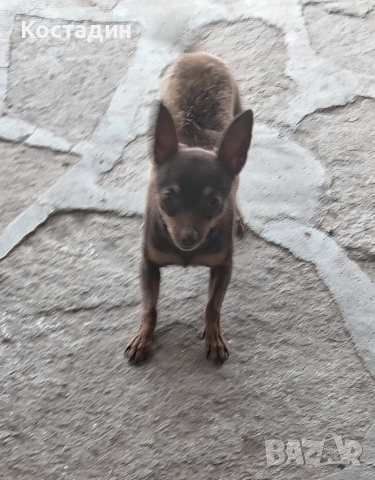 Чихуа пинчер , снимка 4 - Пинчер - 53896388