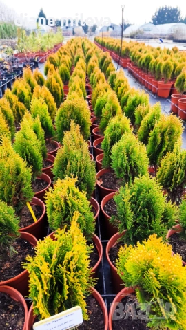 Източната туя Ауреа Нана, Thuja orientalis ‘Aurea Nana’, снимка 12 - Градински цветя и растения - 46569102