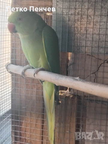 малък александър, снимка 2 - Папагали - 54114154
