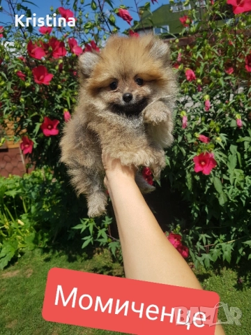 Померан померанче момиченце , снимка 1