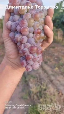 Продавам грозде, снимка 2 - Домашни продукти - 55734421