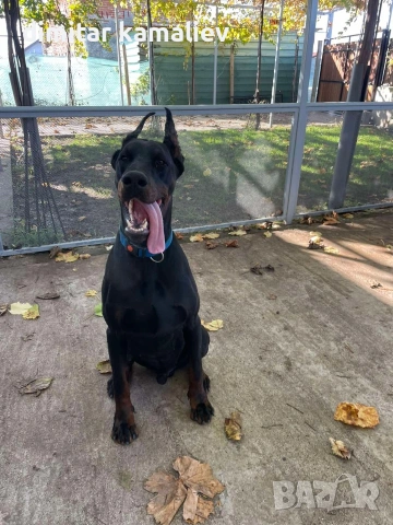 мъжки доберман, снимка 3 - Доберман - 54364297