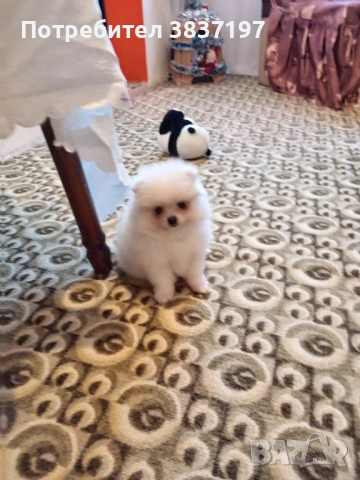 3 мъжки и 1 женско, снимка 10 - Померан - 52996319