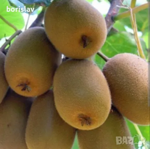 Самоопрашващо се Киви К1 , снимка 2 - Градински цветя и растения - 42400666