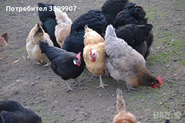 Оплодени яйца за инкубация, снимка 4 - Кокошки и пуйки - 53374419