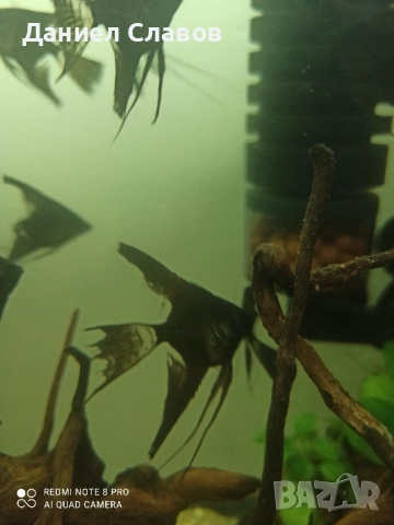 ЧЕРНИ ШЛАЕРНИ СКАЛАРИИ , снимка 2 - Рибки - 51534069