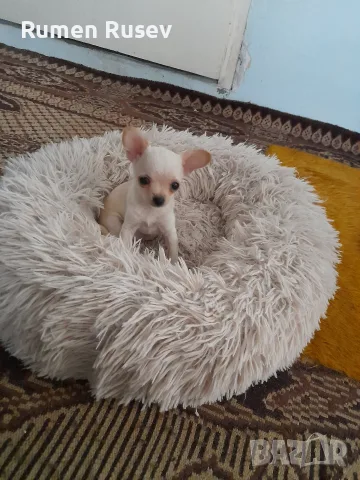 Чихуахуа женско 