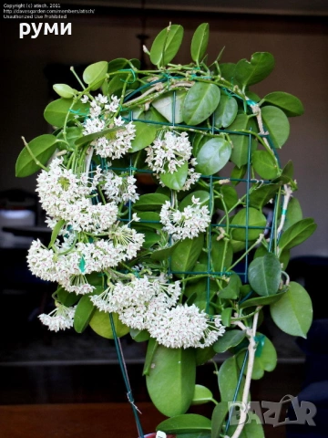 хоя резници ,Карноза и Аустралис, снимка 3 - Стайни растения - 53945547