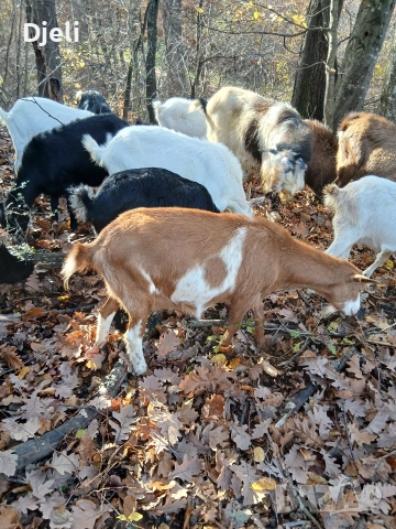 Продавам кози, снимка 9 - Кози - 51052138
