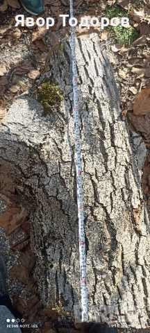 Орехов материал , снимка 8 - Дърводелски услуги - 52122704