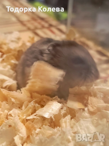 Продавам мъжки хамстери баба има алергия към него и го продавам върви с аквариум, снимка 4 - Хамстери - 53326946