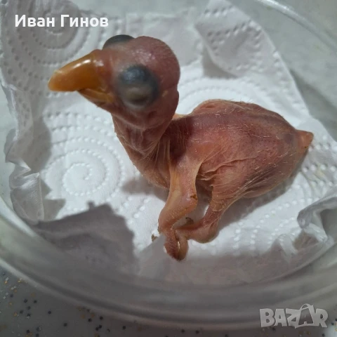 Папагали Еклектос , снимка 11 - Папагали - 51198945