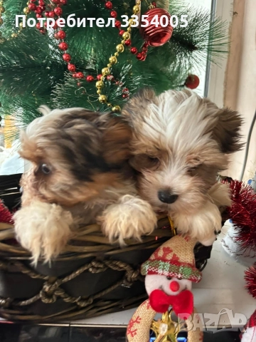 йорки бивър мини, снимка 6 - Йоркширски териер - 52897820