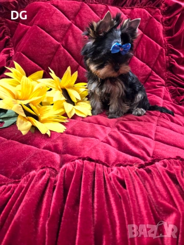 йоркширски териер, снимка 2 - Йоркширски териер - 54128352