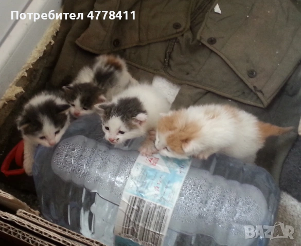 Подаряваме 4 котета сирачета, снимка 2 - Други - 53986016