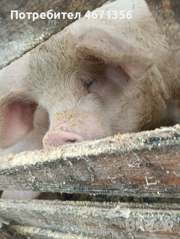 Продавам угоени прасета 