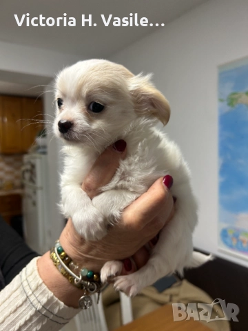 Чихуахуа дългокосместо , снимка 3 - Чихуахуа - 52669804