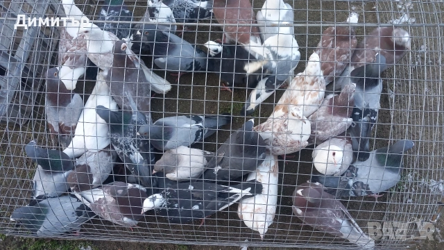 Продавам гълъби Пощенски и храначи 2.50 евро , снимка 2 - Гълъби - 53144100
