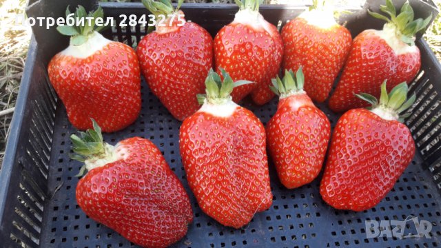 продавам разсад ягоди , снимка 1 - Сортови семена и луковици - 32068824