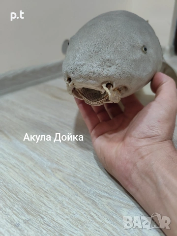 Препарирани акули, снимка 2 - Антикварни и старинни предмети - 53886164