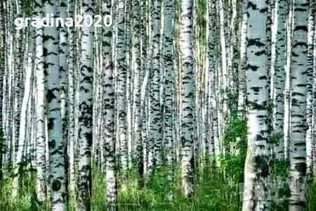 Бреза 100-150см за 11лв , размер 200-220см за 21лв и Налични 3 вида Върби 