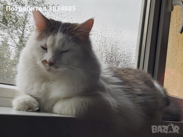 Сибирски котарак 