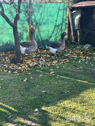 Чифт тулузки гъски