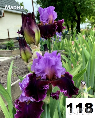 Сортови вискоки ириси /брадати ириси, снимка 4 - Сортови семена и луковици - 46410628
