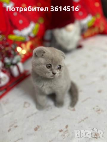 Клепоухо шотландско момченце, снимка 4 - Британска късокосместа - 52859235