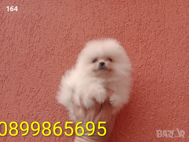 Мъжки и женски Померани. Реални снимки от 22.03.26 г. , снимка 14 - Померан - 53910902