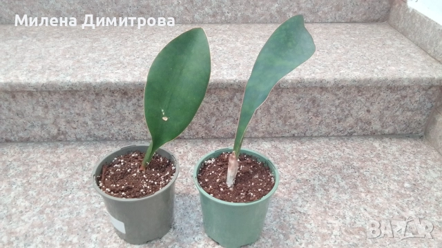 Sansevieria Masoniana - Whale fin ( Сансевиера Китова перка )