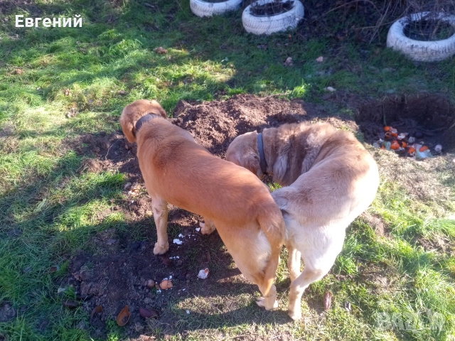 Чистокръвни лабрадори, бежови и златни, снимка 3 - Лабрадор ретривър - 54129833