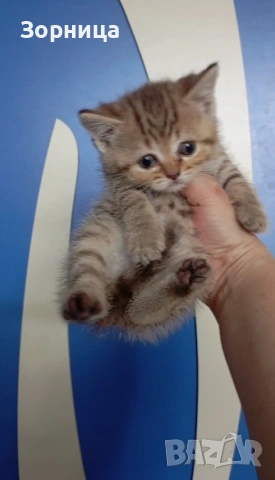 Британско коте , снимка 4 - Британска късокосместа - 54330980