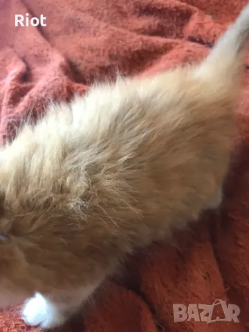 ангорски котета, снимка 2 - Ангорски - 56426784