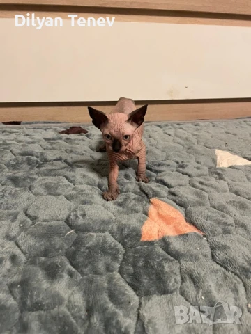 Канадски сфинкс, снимка 7 - Сфинксове - 50620392