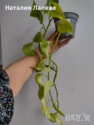 Епипремнум, Epipremnum aureum Champs-Élysées, снимка 4 - Стайни растения - 56304750