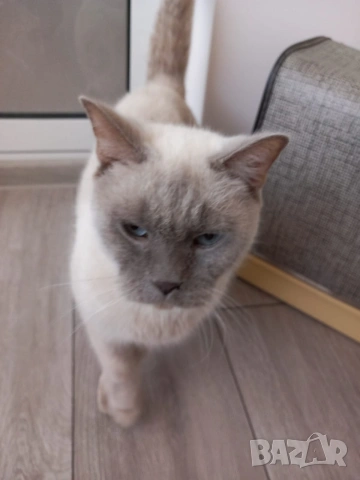 Британска колор пойнт , снимка 5 - Британска късокосместа - 53313842