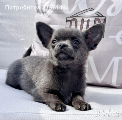 Уникално Мъжко Мини Чихуахуа Синьо , снимка 2 - Чихуахуа - 54014466