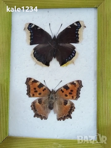 Пеперуди. Препарирани. Рамка. Естествени. Пеперуда 
