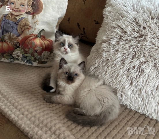 Готови за нов Дом !, снимка 4 - Ангорски - 54077606