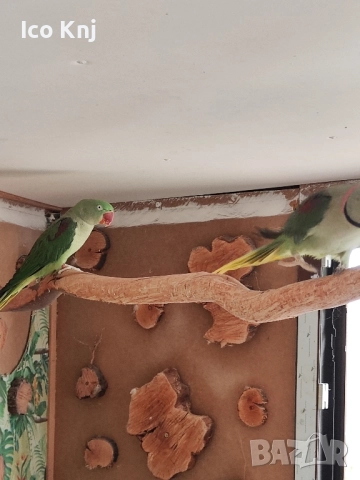 Папагали голям Александър , снимка 2 - Папагали - 51553714