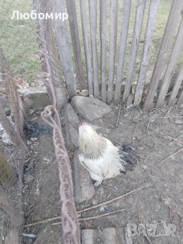 Продавам оплодени яйца за люпене, снимка 5 - Кокошки и пуйки - 53136928