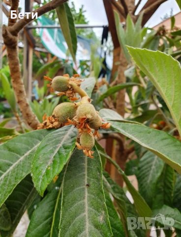 Японска мушмула , снимка 5 - Градински цветя и растения - 31277559