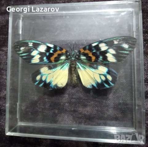 Пеперуда 3, снимка 1